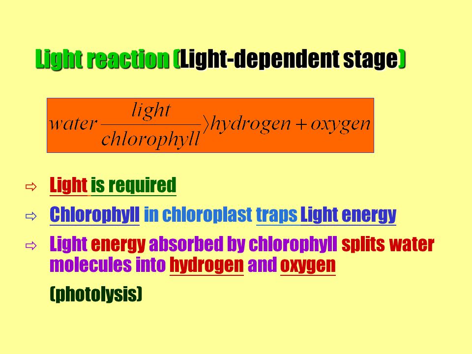 Light reaction (Light-dependent stage)