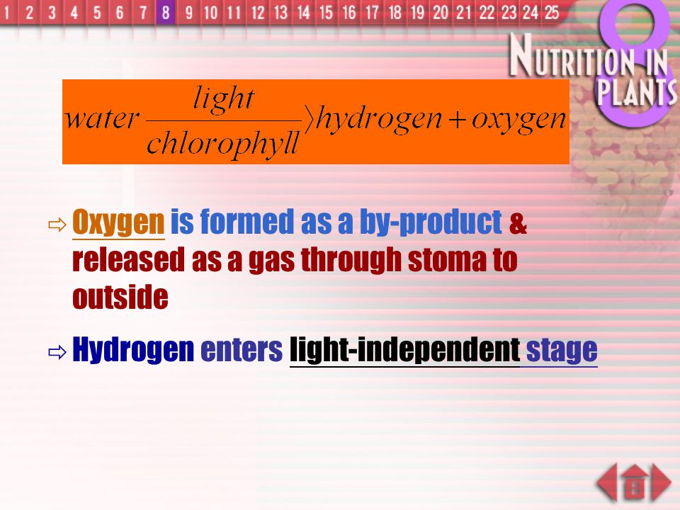 Oxygen is formed as a by-product & released as a gas through stoma to outside