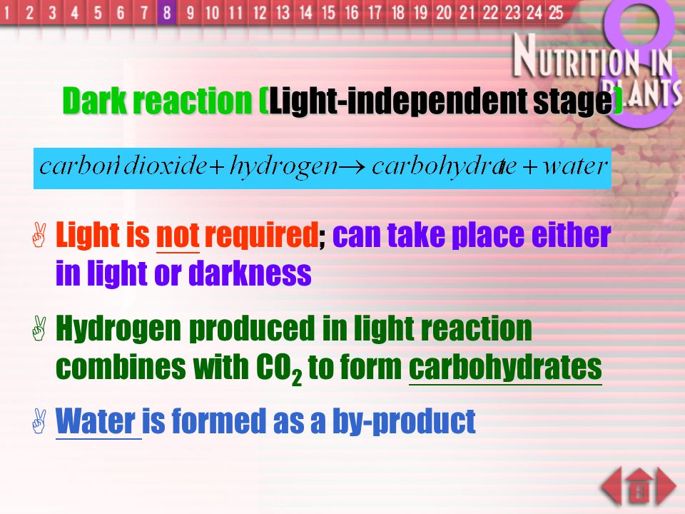 Dark reaction (Light-independent stage)
