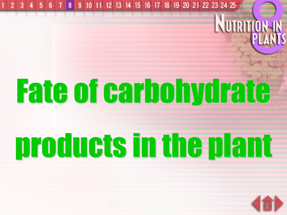 Fate of carbohydrate products in the plant