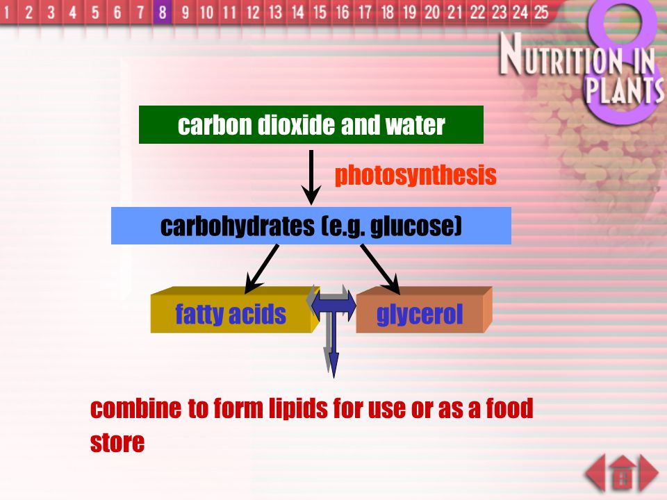 carbon dioxide and water
