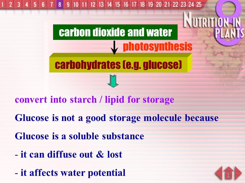 carbon dioxide and water photosynthesis