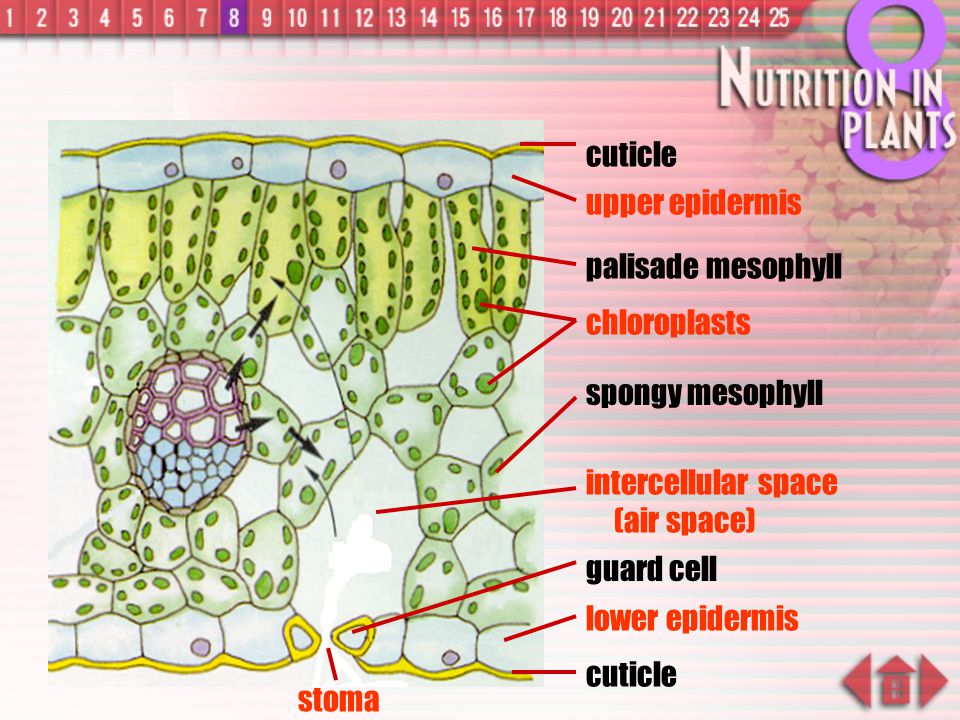cuticle upper epidermis. palisade mesophyll. chloroplasts. spongy mesophyll. intercellular space (air space)