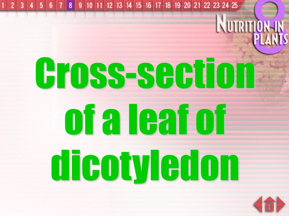 Cross-section of a leaf of dicotyledon