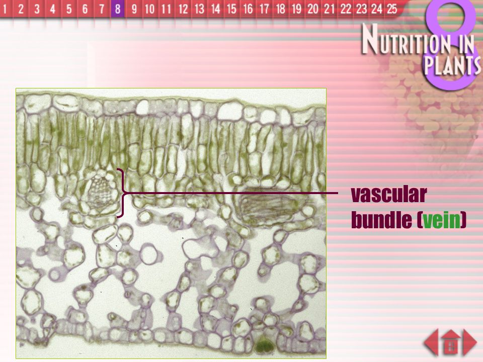 vascular bundle (vein)