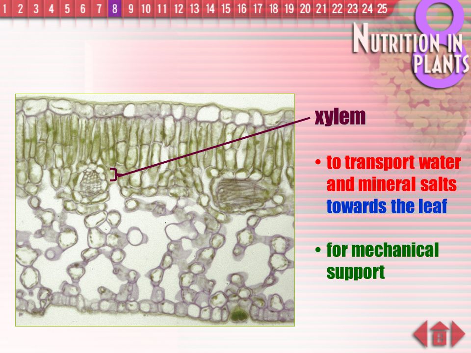 xylem to transport water and mineral salts towards the leaf