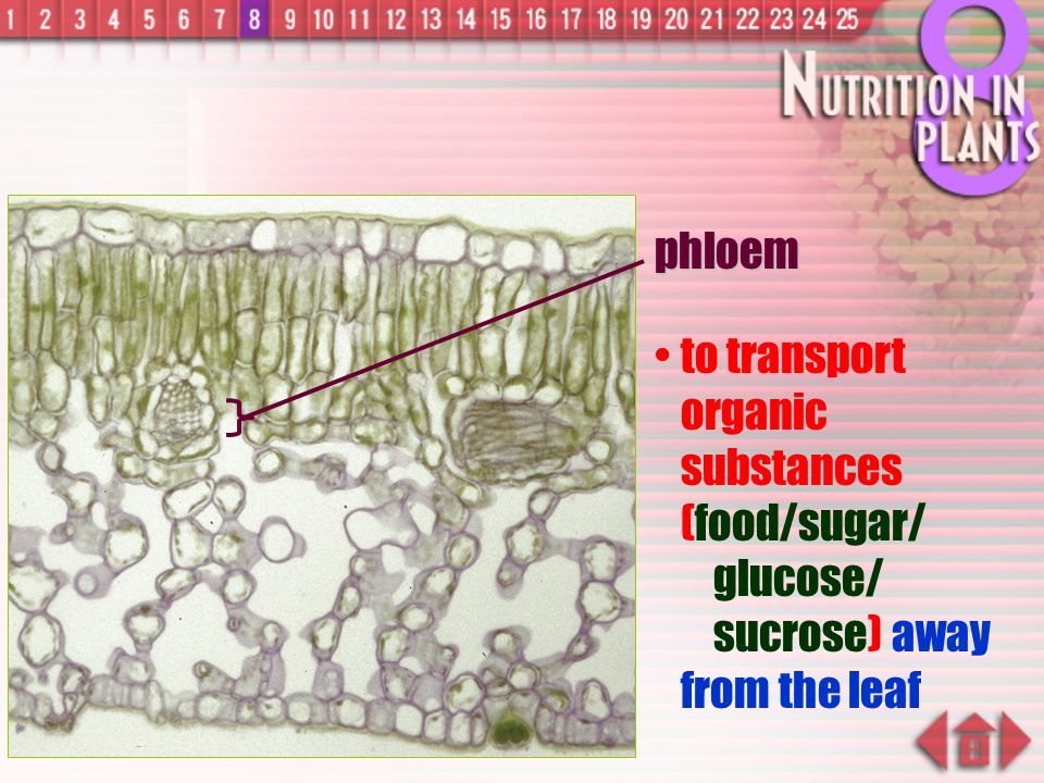 phloem to transport organic substances (food/sugar/ glucose/ sucrose) away from the leaf