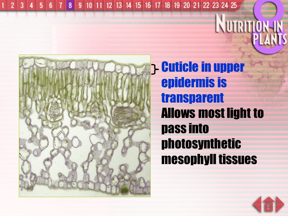 Cuticle in upper epidermis is transparent