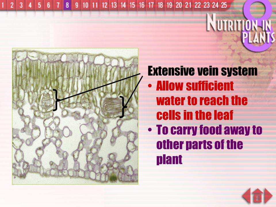 Extensive vein system Allow sufficient water to reach the cells in the leaf.