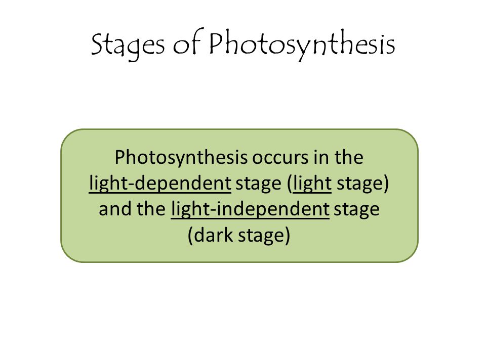 Stages of Photosynthesis