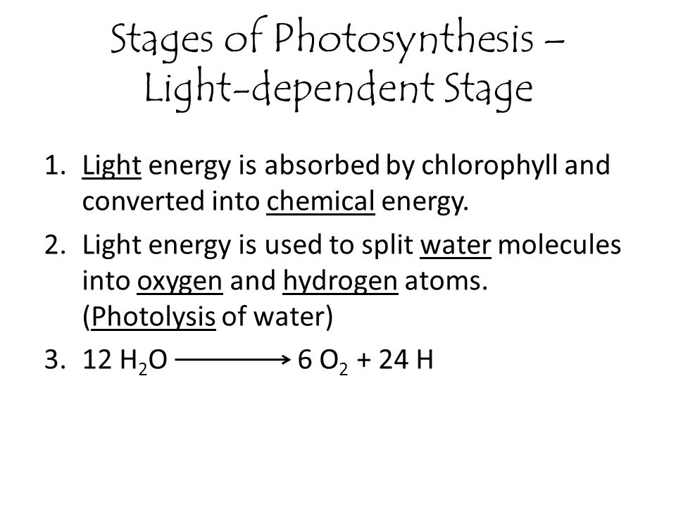 Stages of Photosynthesis – Light-dependent Stage