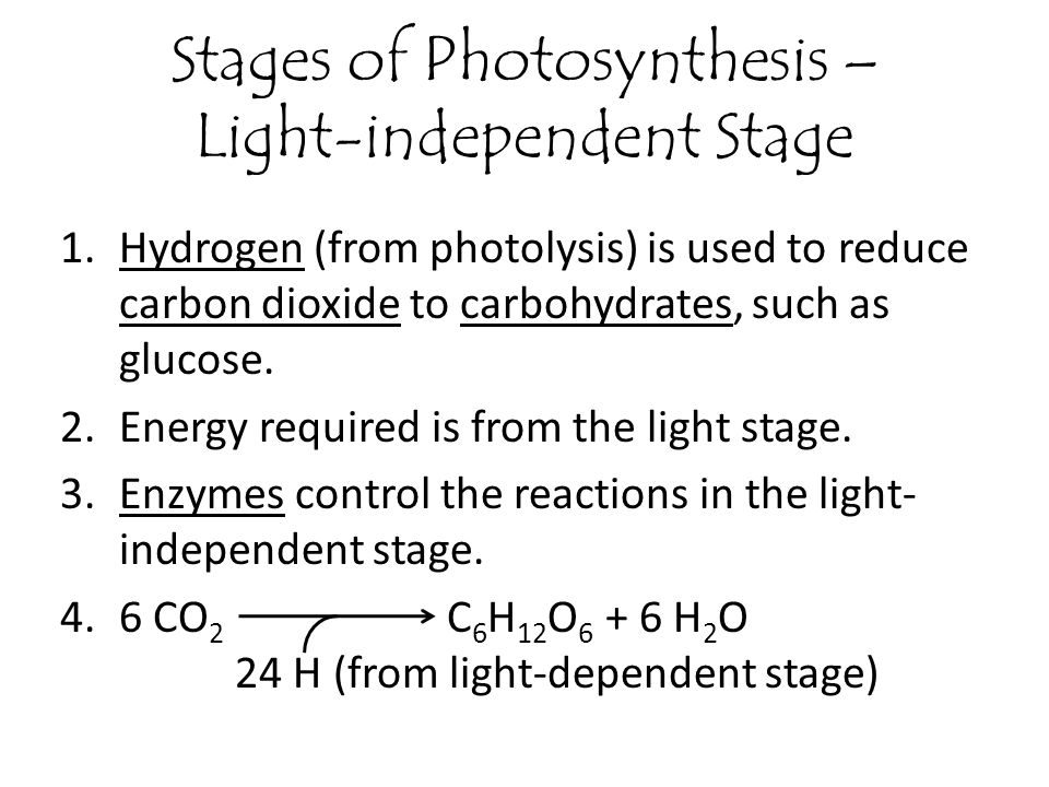 Stages of Photosynthesis – Light-independent Stage