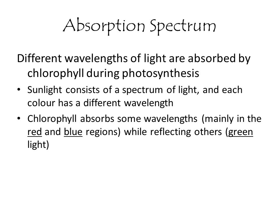 Absorption Spectrum Different wavelengths of light are absorbed by chlorophyll during photosynthesis.