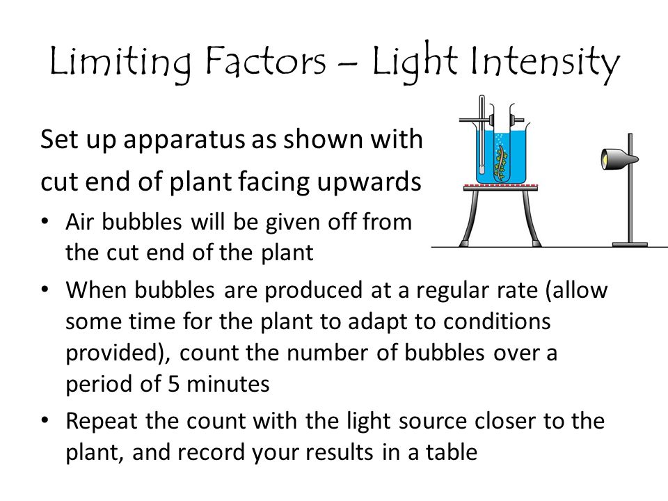 Limiting Factors – Light Intensity