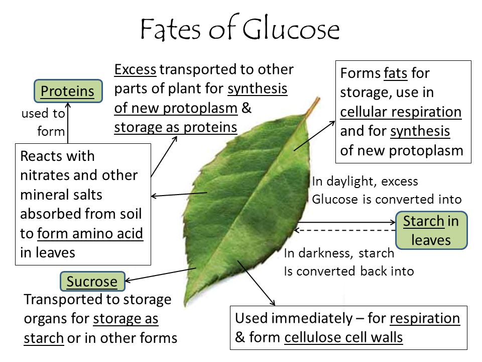 Fates of Glucose Excess transported to other parts of plant for synthesis of new protoplasm & storage as proteins.