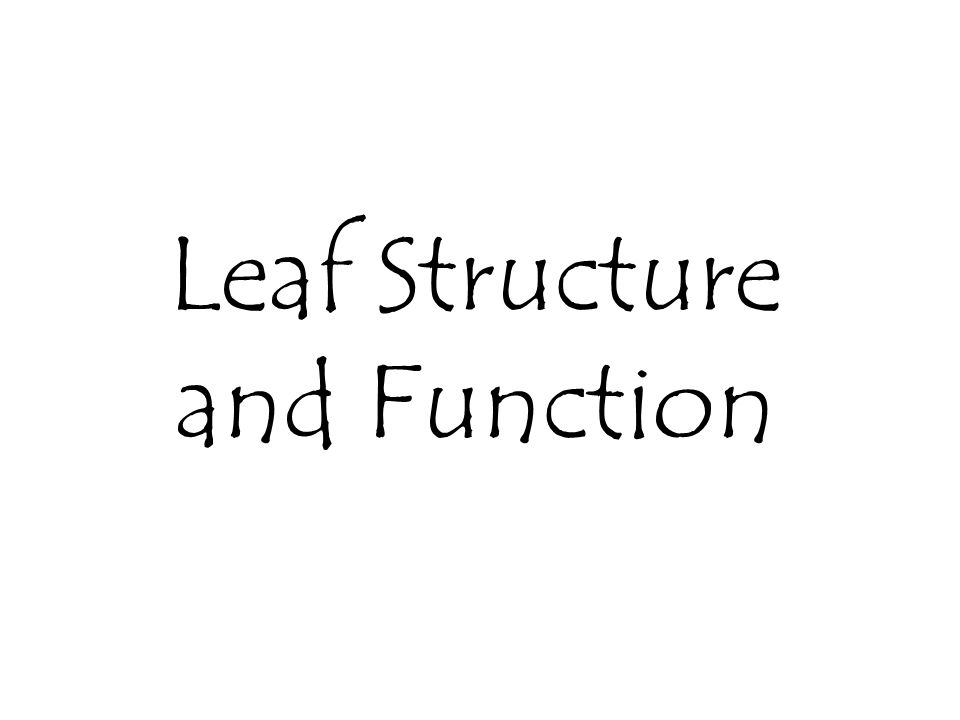 Leaf Structure and Function