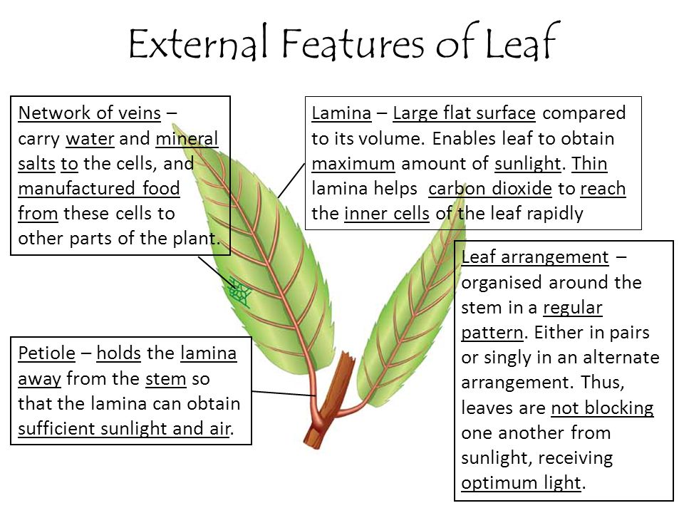 External Features of Leaf