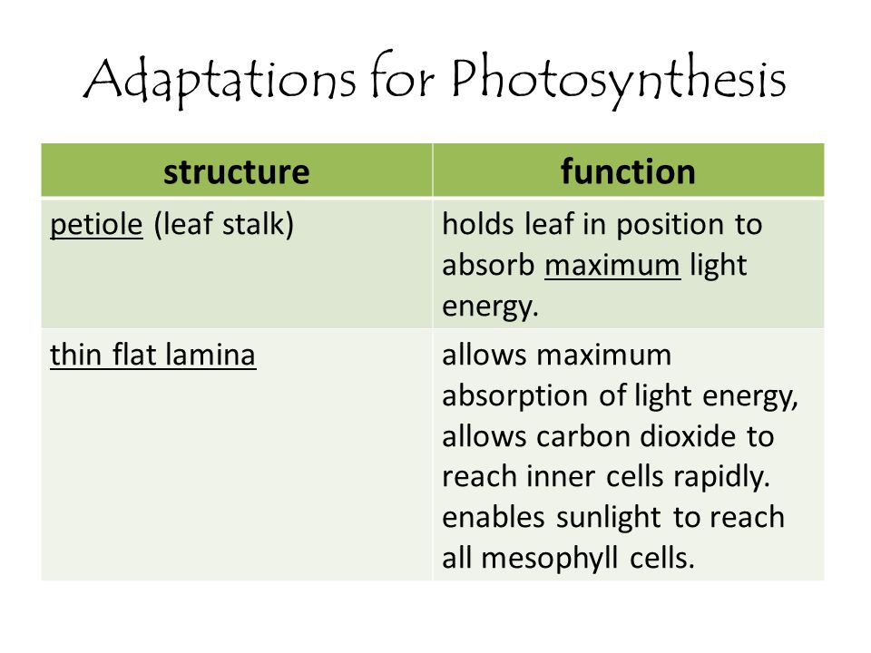 Adaptations for Photosynthesis