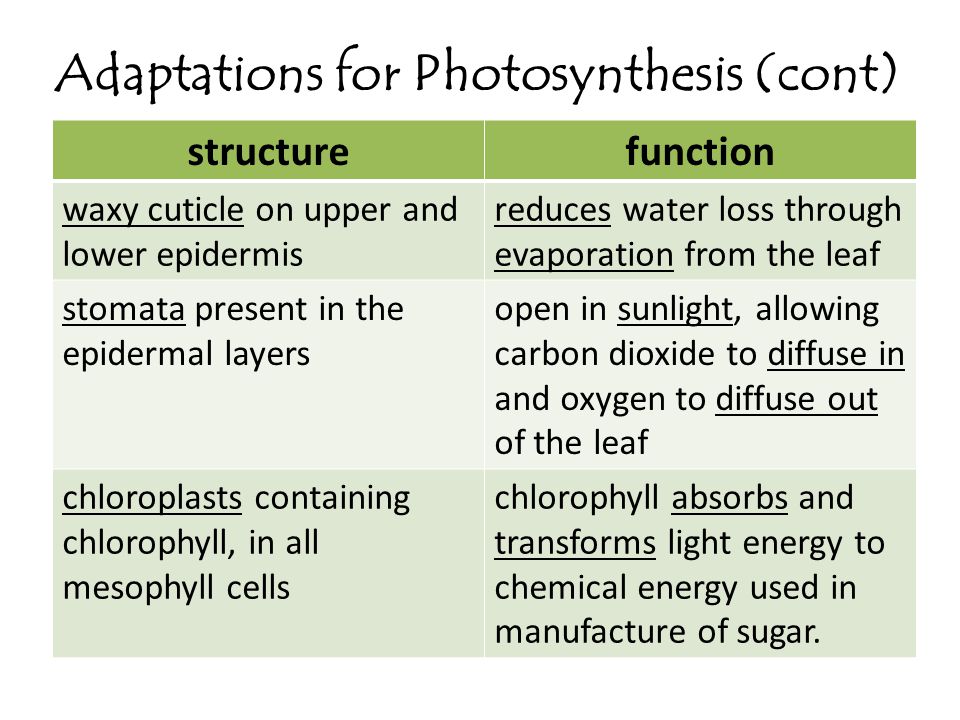 Adaptations for Photosynthesis (cont)