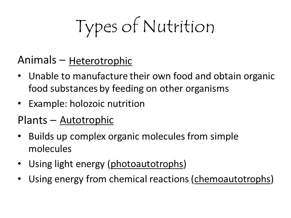 Types of Nutrition Animals – Plants – Heterotrophic Autotrophic