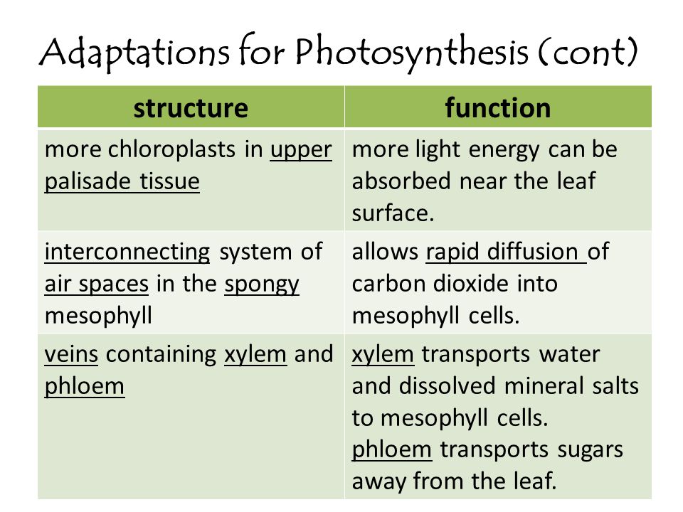 Adaptations for Photosynthesis (cont)