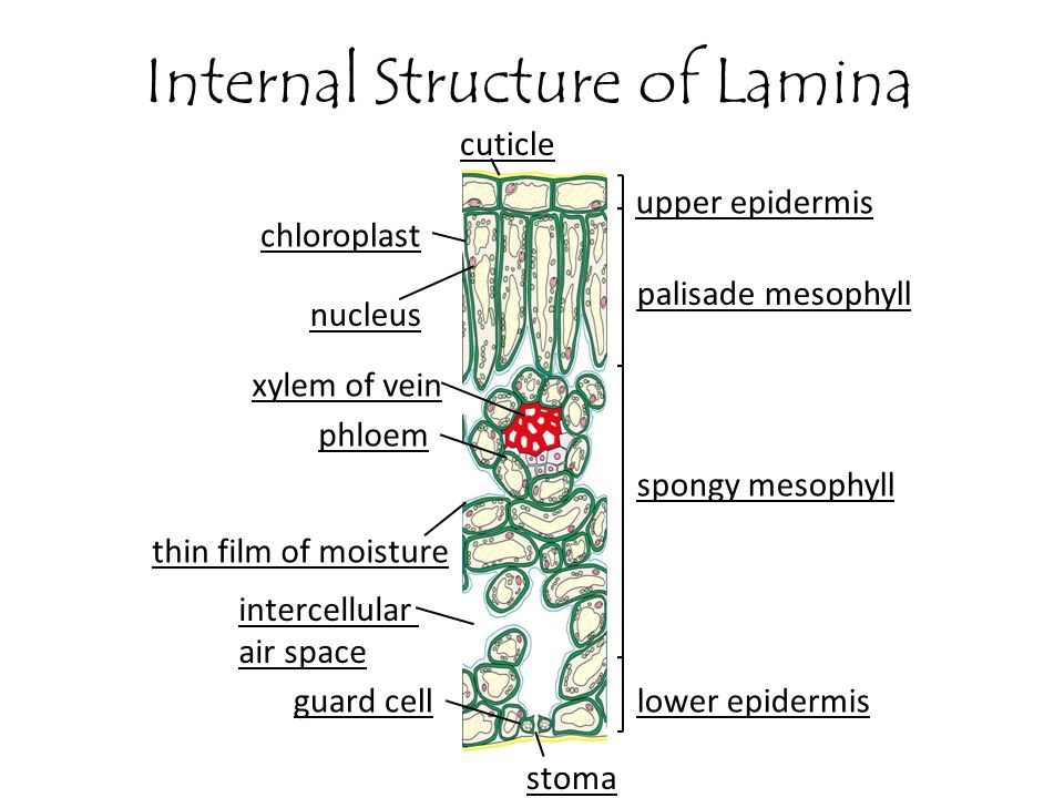 Internal Structure of Lamina