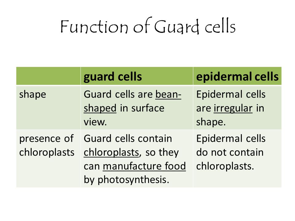 Function of Guard cells