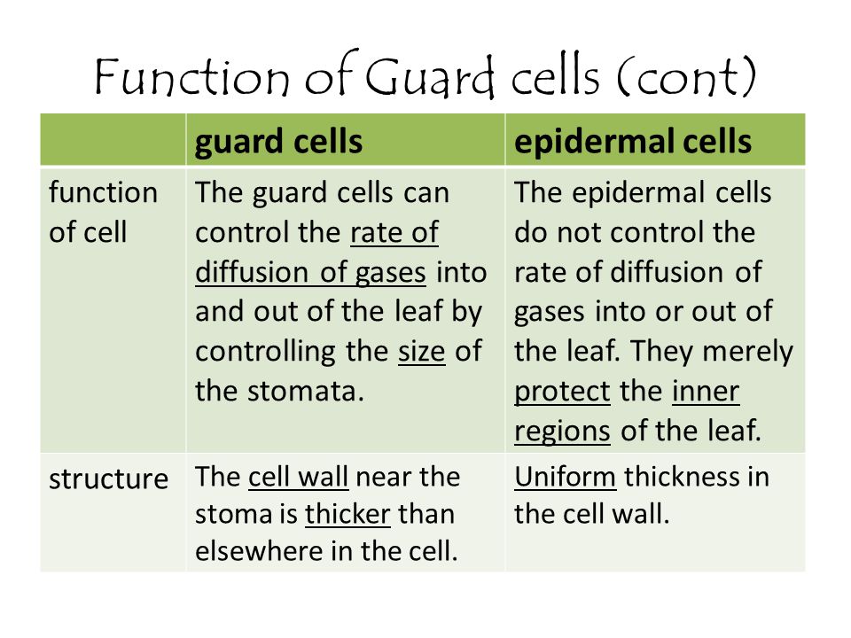 Function of Guard cells (cont)