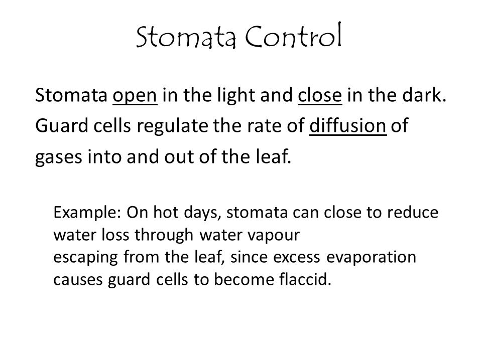 Stomata Control Stomata open in the light and close in the dark.