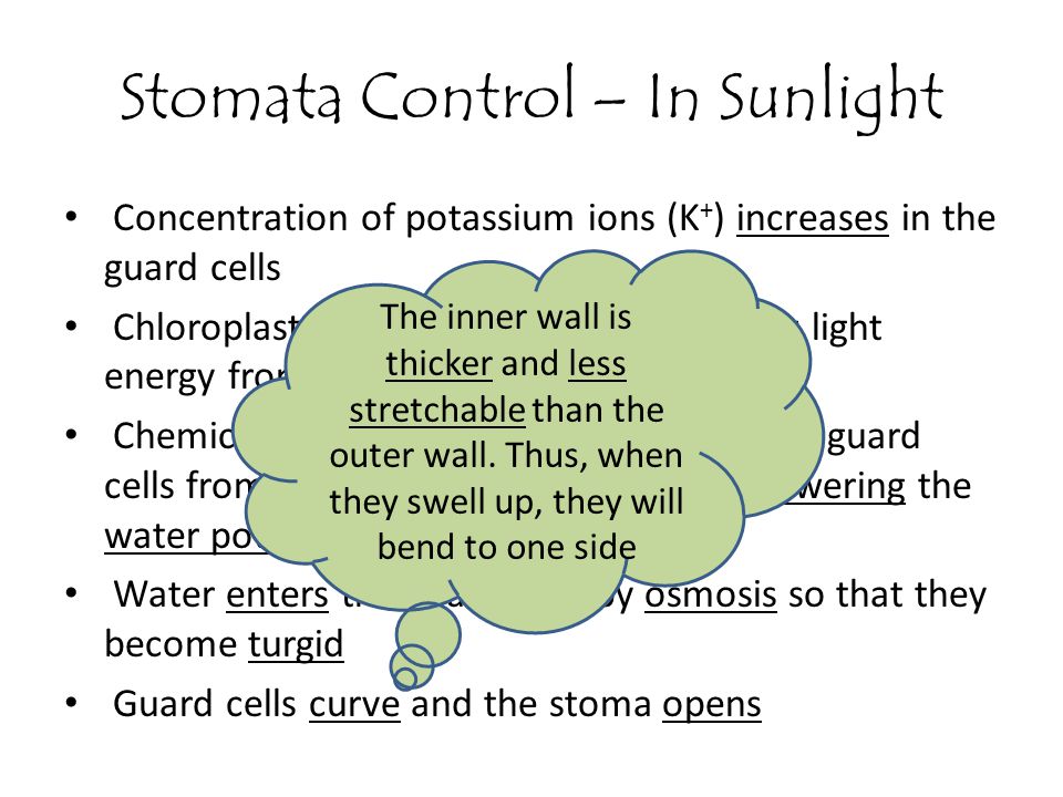Stomata Control – In Sunlight