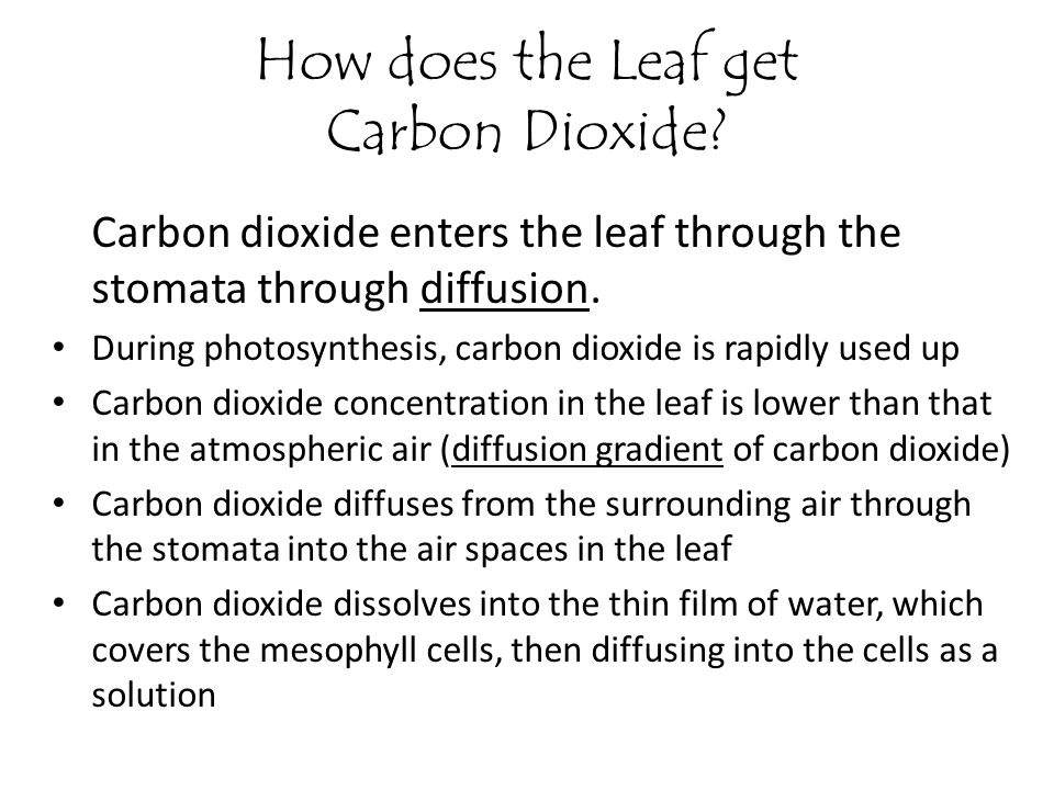 How does the Leaf get Carbon Dioxide