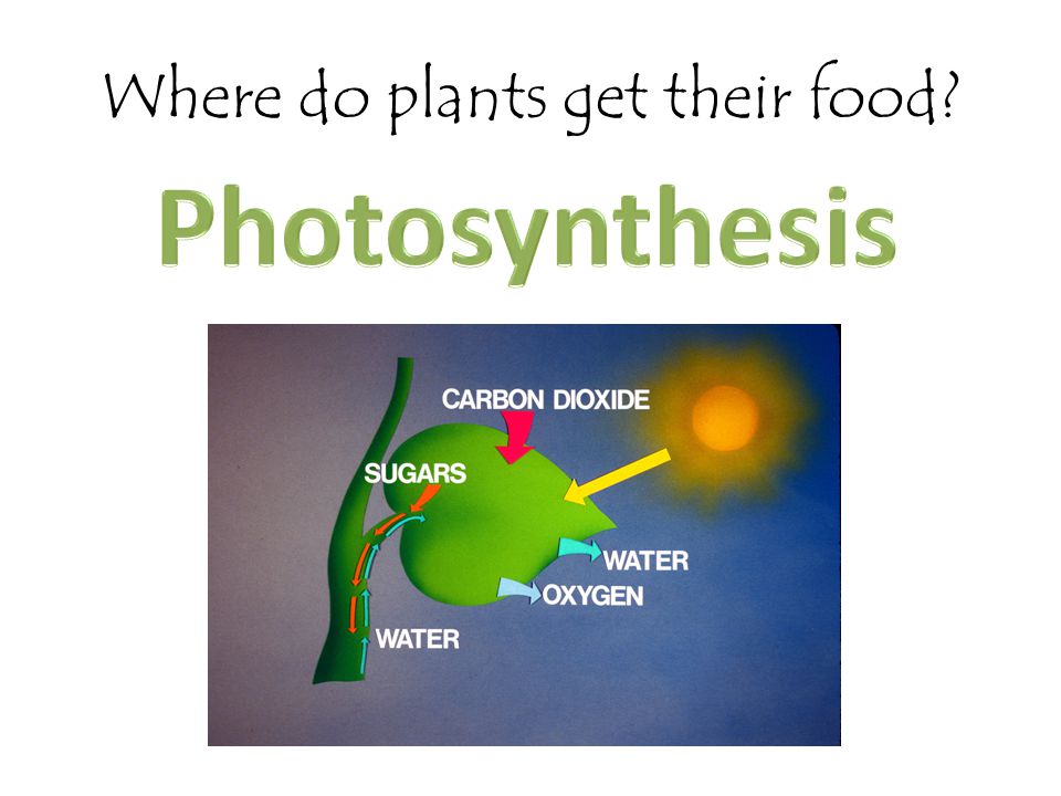 Where do plants get their food