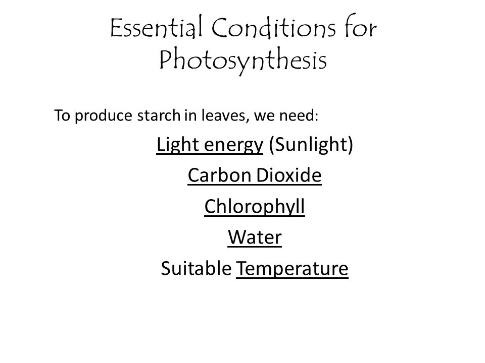Essential Conditions for Photosynthesis