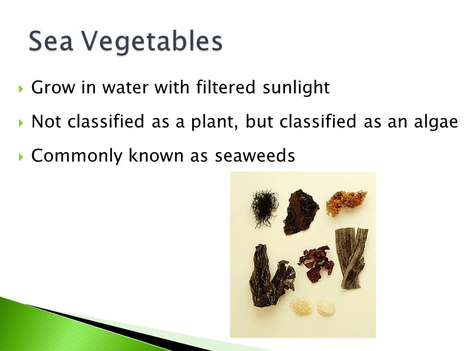Sea Vegetables Grow in water with filtered sunlight