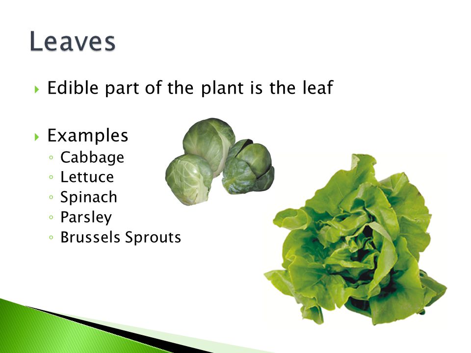 Leaves Edible part of the plant is the leaf Examples Cabbage Lettuce
