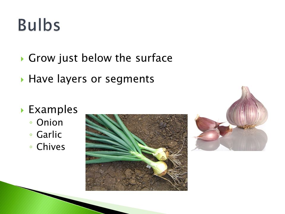 Bulbs Grow just below the surface Have layers or segments Examples