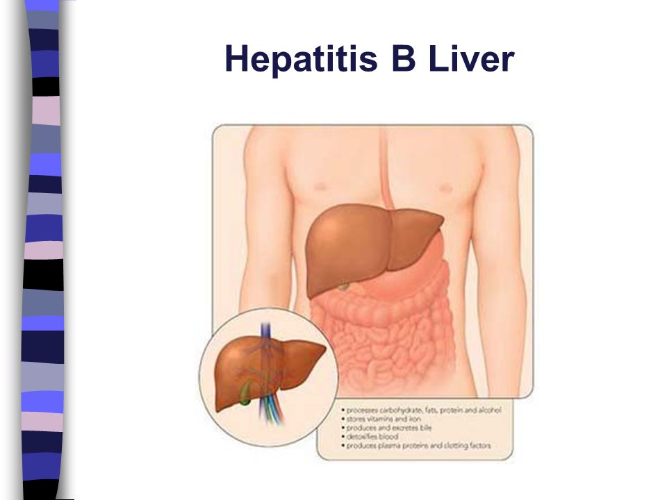 Hepatitis B Liver