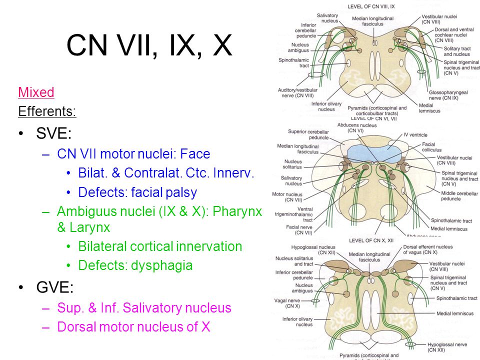 Cranial Nerves Pundit Asavaritikrai Phd Md Ppt Video Online Download