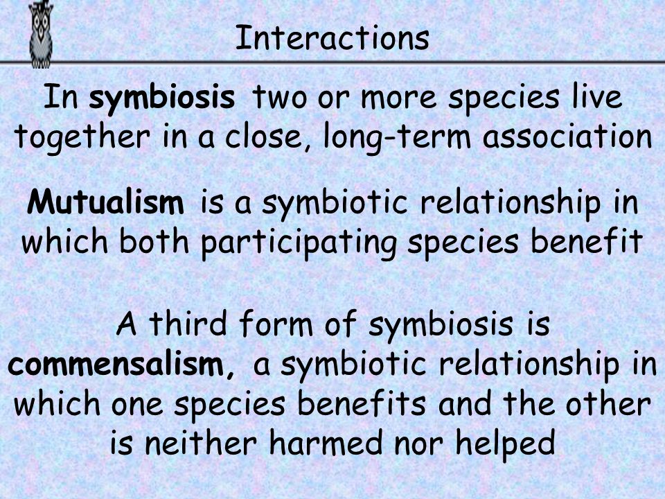 Interactions In symbiosis two or more species live together in a close, long-term association.