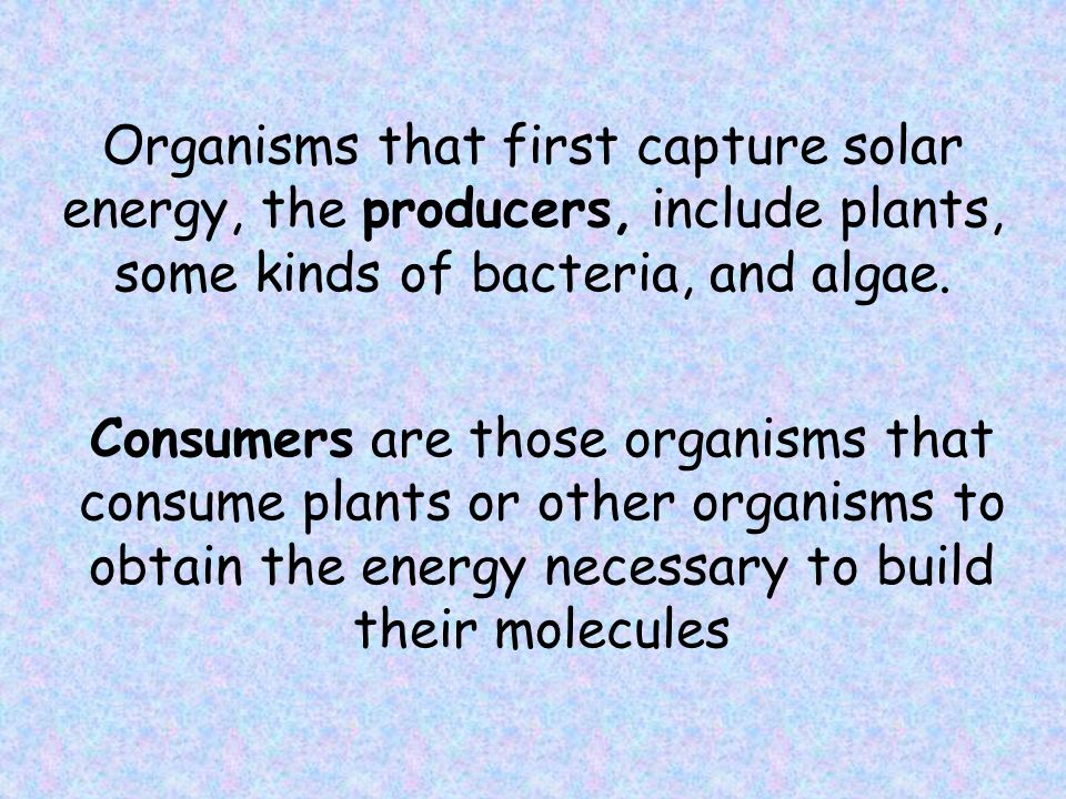 Organisms that first capture solar energy, the producers, include plants, some kinds of bacteria, and algae.