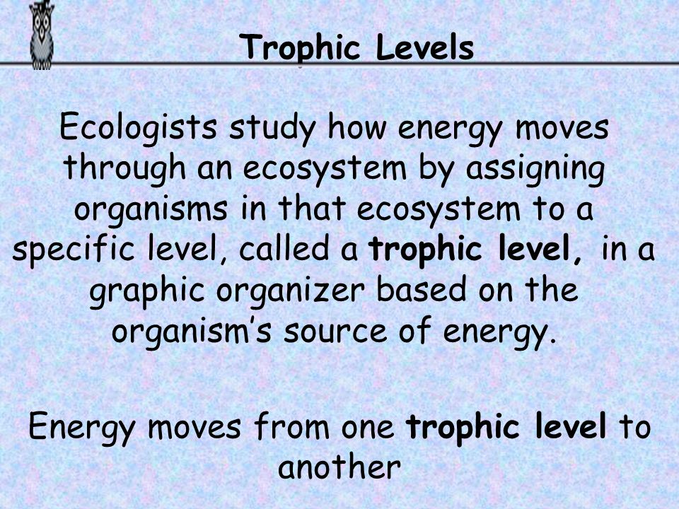Energy moves from one trophic level to another
