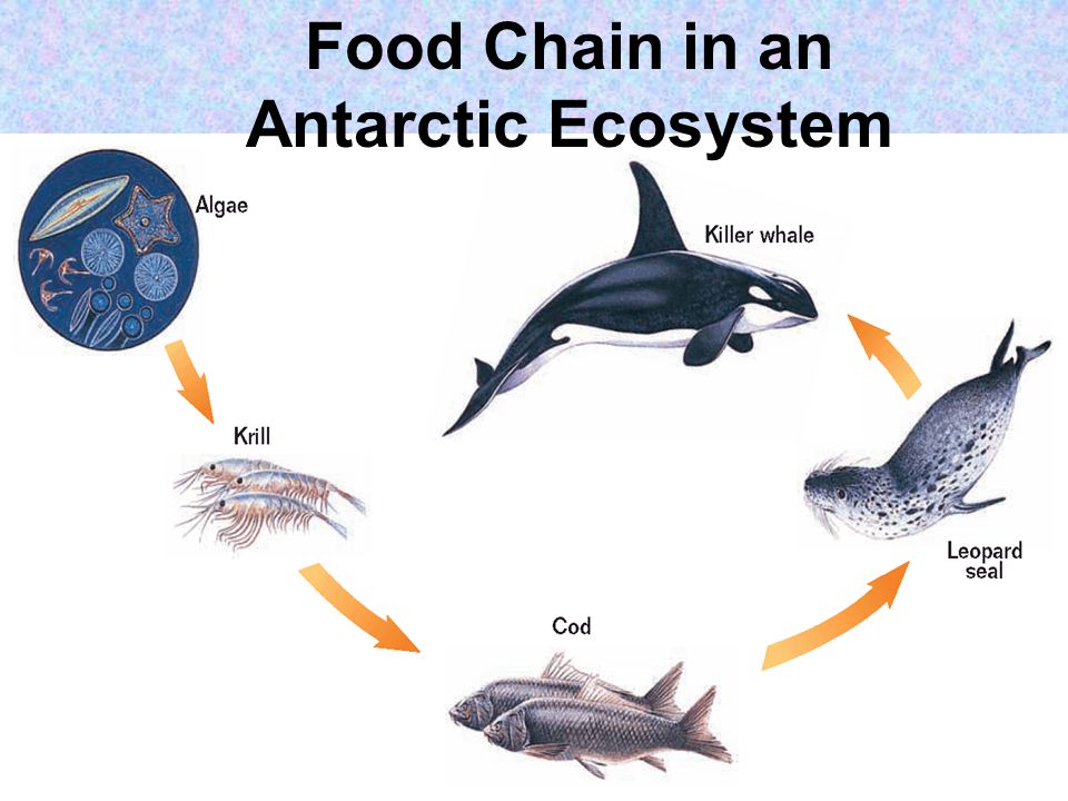 Food Chain in an Antarctic Ecosystem