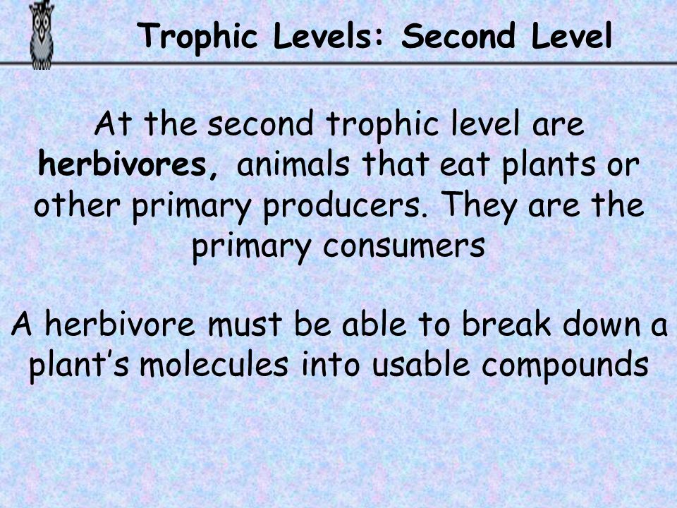 Trophic Levels: Second Level