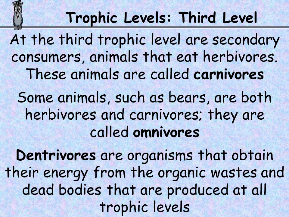 Trophic Levels: Third Level