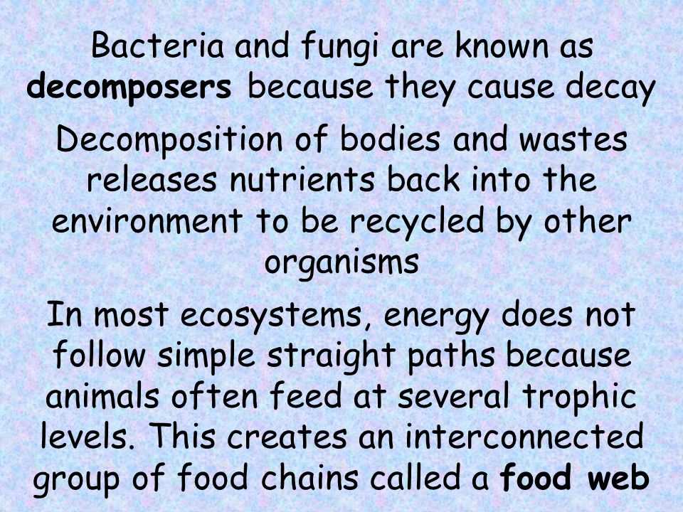 Bacteria and fungi are known as decomposers because they cause decay