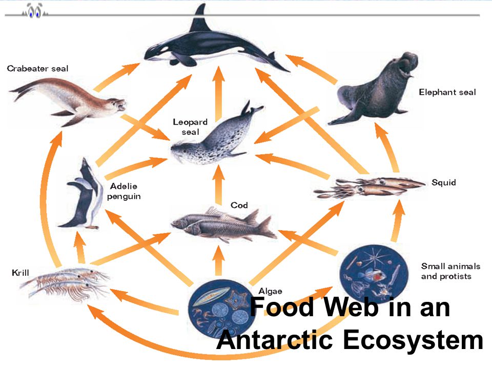 Food Web in an Antarctic Ecosystem