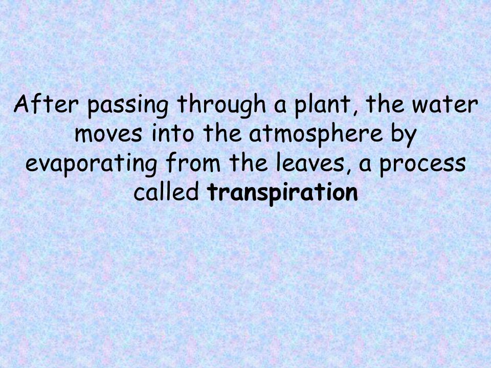 After passing through a plant, the water moves into the atmosphere by evaporating from the leaves, a process called transpiration