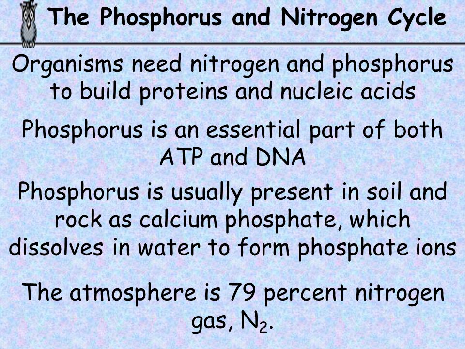 The Phosphorus and Nitrogen Cycle