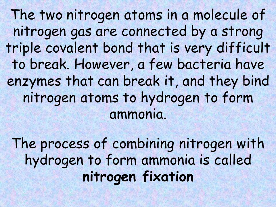 The two nitrogen atoms in a molecule of nitrogen gas are connected by a strong triple covalent bond that is very difficult to break. However, a few bacteria have enzymes that can break it, and they bind nitrogen atoms to hydrogen to form ammonia.