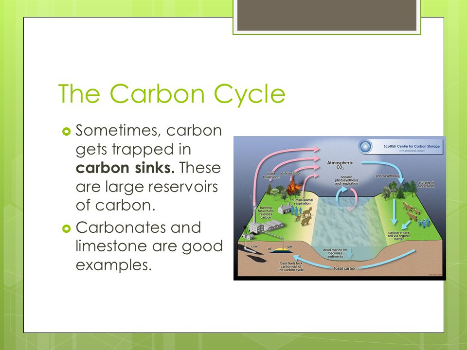 Why And How Is Matter Recycled In Our Ecosystem Ppt Download